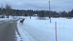 Dovhjorten med nät i kronan sprang snabbt in i skogen. Vitsvanshjort med trädgårdsnät i kronan på landsväg.