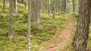 För att undvika erosion borde skogsbesökare gå längs med de stigar som redan finns, säger Kai Hypen. Skogsstig.