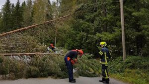 Träd blockerade vägen till Pirilö på lördag. Privat bild/Lisa Kentala. Flera träd blåste ner i Pirilö.