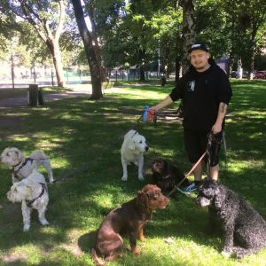Dagishundar på promenad med dagshusse Tim Leham Tim Leham på promenad med fyrfota vänner från hunddagiset All Fur Dogz.