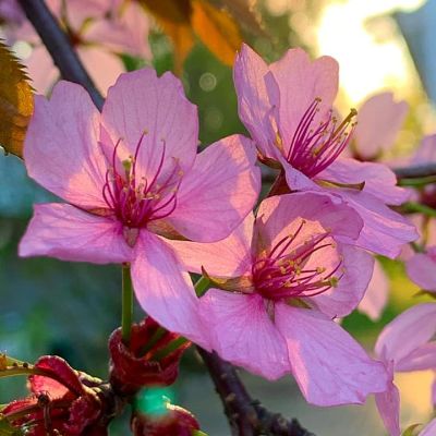 Körsbärsblommor i kvällssolen