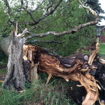 Träd föll i Hummeldal under måndagens åskväder