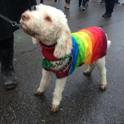 Hunden Paavo