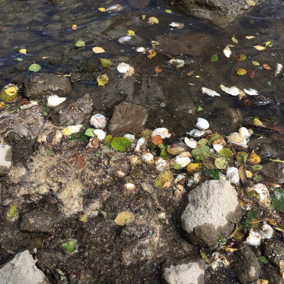 Döda musslor i Kumo älv vid Nakkila