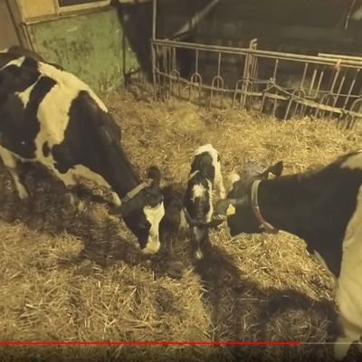 Kuvakaappaus youtube-videolta jossa kaksi lehmää nuuhkii vasikkaa. 
