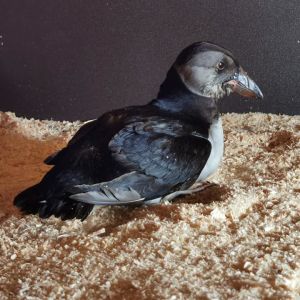 Musta ja harmaa isonokkainen lintu kyyhöttää sahanpurussa.