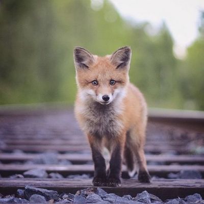 Luontovalokuvaaja Konsta Punkan ottama kuva ketusta Lappeenrannassa