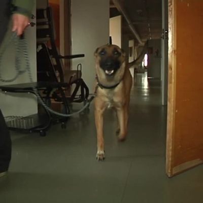 Homekoirat Uusimmat Sisallot Yle Fi