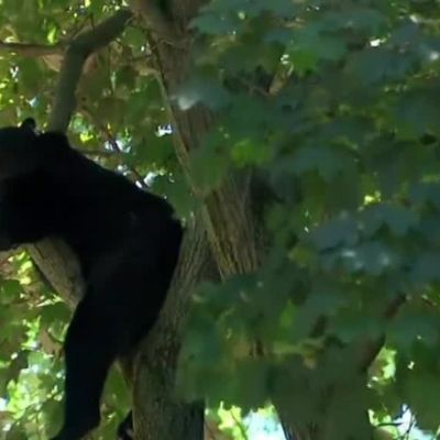 Uutisvideot: Karhunpentu liikuskeli New Jerseyssä