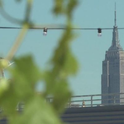 Uutisvideot: Viininviljelyä New Yorkissa