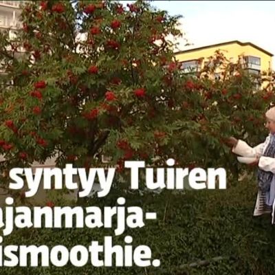 Uutisvideot: Näin valmistuu Tuiren pihlajanmarjatyrnismoothie - marjat löytyvät Vuosaaren puistoista