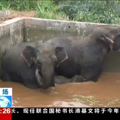 Uutisvideot: Elefantteja pelastettiin vesialtaasta Kiinasta