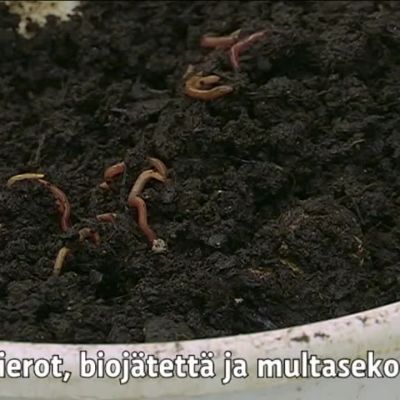 Yle Uutiset Pirkanmaa: Perusta oma matokompostori – jo 25 lierolla pääset alkuun