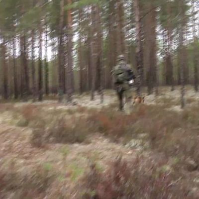 Yle Uutiset Lounais-Suomi: Sotakoira töissä