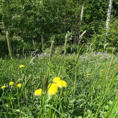 Kesäinen niitty Seinäjoella 30.5.2018