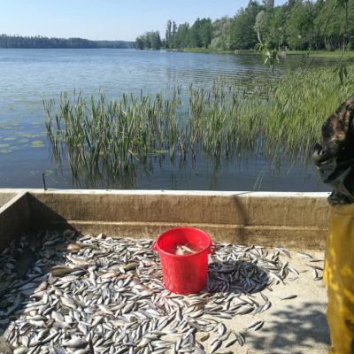 Vihdin Enäjärvellä hoitokalastetaan särkikaloja.