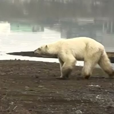 Uupunut jääkarhu vaelsi siperialaiseen kaupunkiin