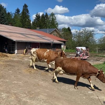 Lehmät pääsivät Porrassalmella laitumelle