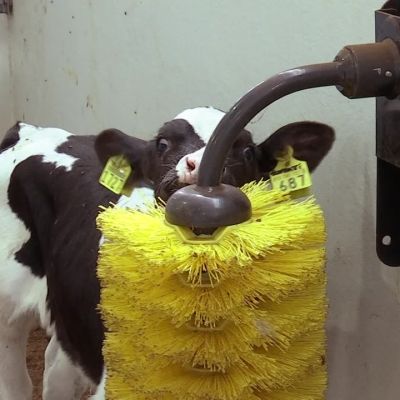 600 vasikkaa testaa karjaharjaa ja kirmaa ilosta