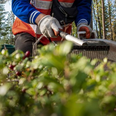 Thaimaalaiset marjanpoimijat työskentelivät Kärsämäellä syyskuussa 2020.