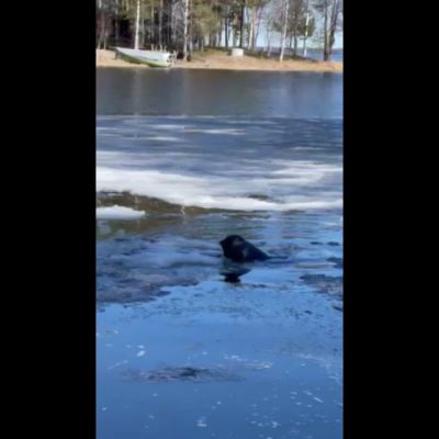 Saimaannorpan jääleikit tallentuivat videolle