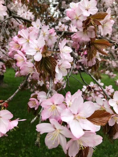 Körsbärsblommor.