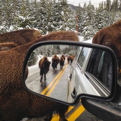 Biisoneita auton vieressä maantiellä Yellowstonen kansallispuistossa. 