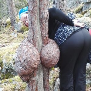 Pahkainen puu.