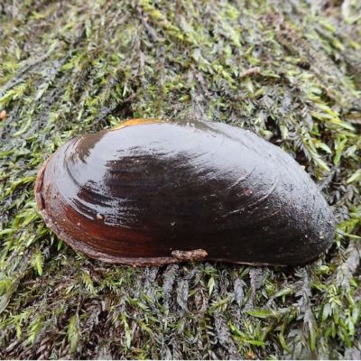 Kemijoesta Vanttauskosken alapuolelta löydetty raakku 16.9.2017