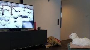 Valkoinen koira katselee sohvalla televisiosta Ahmaliveä