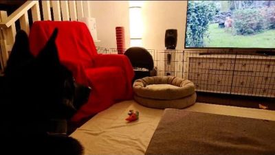 Koira katsoo televisiota, tumma profiili näkyy