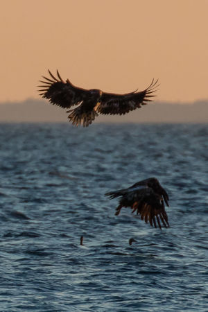 Ejderungar har ingen chans mot rovfåglar ute på öppet vatten. Två havsörnar flyger över havet där två ejdrar simmar.