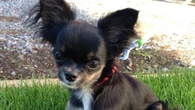 Tragiskt Slut For Treariga Hunden Maxi Svart Att Fa Tag Pa Veterinar Nar Laget Ar Akut Osterbotten Svenska Yle Fi