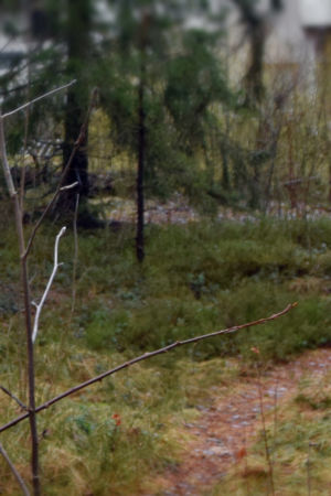 Bakom sportplan löpte stigar in i skogen, över en bergsknall och hem till mig. Men, hmpf. Någon har byggt hus på min stig. Stig i skogen.