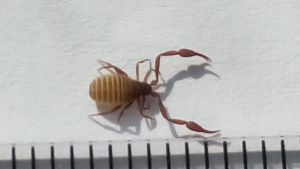 Bokskorpion Margareta från Bennäs har postat detta djur som hon fångat på huvudkudden. Hon har tidigare sett en sådan i Aten. Vad är det och kan den ha kommit från Sydeuropa?