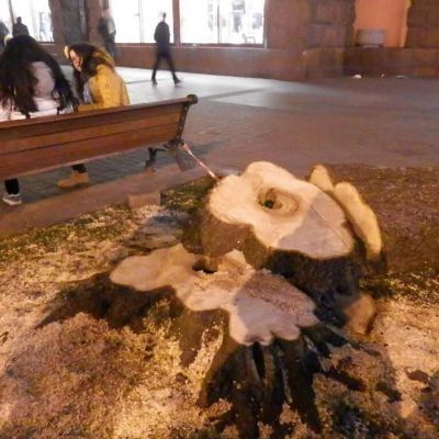 Träd fälls i hjärtat av Kiev