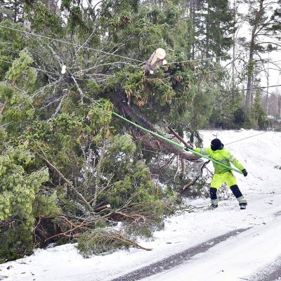 Sähkölinjojen päälle kaatuneita puita Aapeli-myrskyn jäljiltä Emkarbyssa, Finströmin kunnassa Ahvenanmaalla 2. tammikuuta 2019.