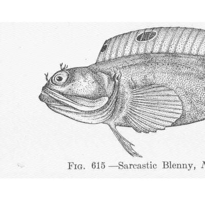 Piirroskuva kalasta: Sarcastic Blenny, Neoclinus satiricus Girard. Monterey
