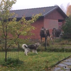 Två älgar och en hund med ett staket mellan sig på en gårdsplan med gräs och stenbeläggning.