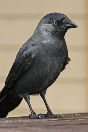 Naakka