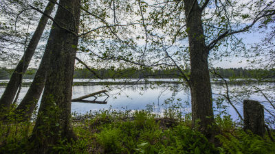 Gallträsk i Grankulla.