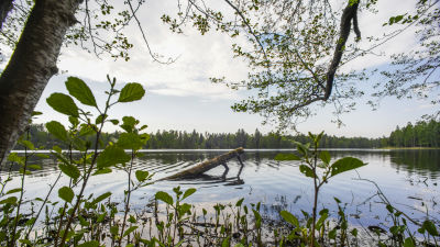 Gallträsk i Grankulla.
