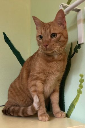 Katten Misse bodde hos Katarina Björkell en tid under 2019. En orange vit katt.