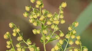 Växten sommarmalört (Artemisia annua) används i den malariamedicin som Nobelprisvinnaren YouYou Tu har utvecklat. Söt malört (Artemisia annua) används i malariamedicin