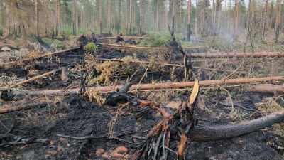 Bränd skog.