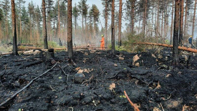 Man i nedbränd skog.