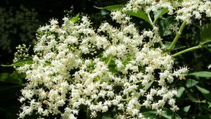 Av fläderblomman görs god saft. Av fläderblomman görs god saft.