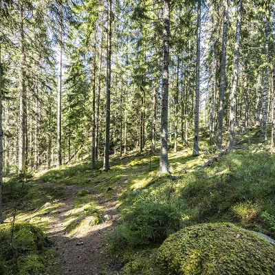 Metsää Espoon Velskolassa