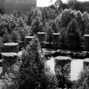 Sibelius-puiston puita ja pensaita.