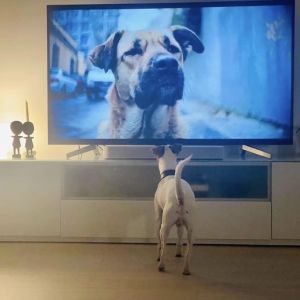 Pieni valkoinen koira seisoo television edessä ja katsoo koiran lähikuvaa.